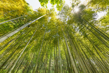 太陽の光が当たる新緑の竹