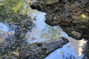crocodile in the water