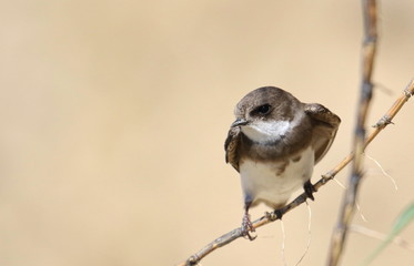 Swallow Sand Martin background, riparia riparia