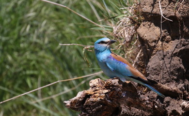 European Roller on branch, Coracias garrulus