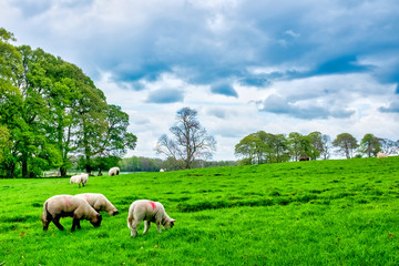 Fototapeta premium Galway sheeps