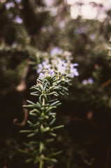Obraz premium Closeup of a branch