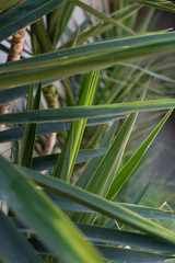 Obraz premium close up of green grass