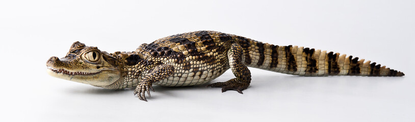 young crocodile on a white background