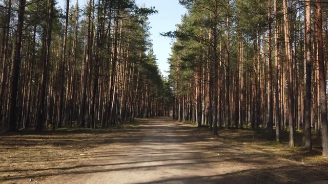 4k view in motion of beautiful karelian pine forest picture. Go for a walk on a fresh sunny day.
