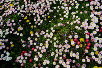 Beautiful colorful spring flowers in the green grass. Little pink daisy vibrant color. View from the top
