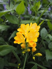 春の庭に咲く黄色いフリージアの花