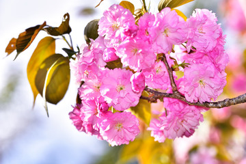 八重桜・満開　玉城町 © 中村 剛也