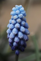 Szafirek (Muscari) 