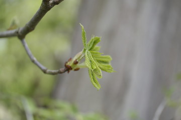 green leaves on a branch