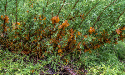 abundant growths during rain from the spores of the fungus Tremella sabinae