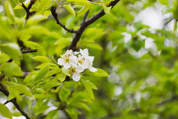 flowering pear branches close up. Blooming branch with a white flower in the spring season with copy space. 