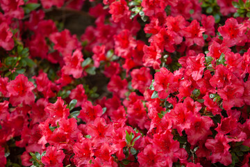Rhododendron flowers close in the sunlight. Background of flowers.
