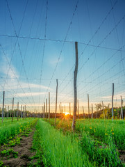 Bavarian Sunset with a hop garden at the foreground during Spring time