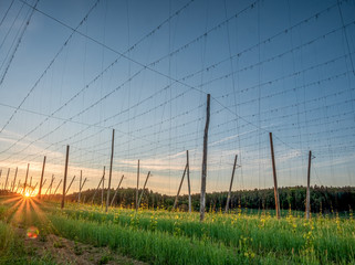 Bavarian Sunset with a hop garden at the foreground during Spring time