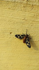 Fototapeta na wymiar black swallowtail butterfly