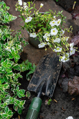 spring flowers and spade in the garden