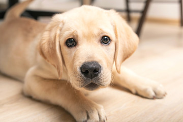 funny puppy pokes nose into camera. cute little six week old retriever dog looking in camera.