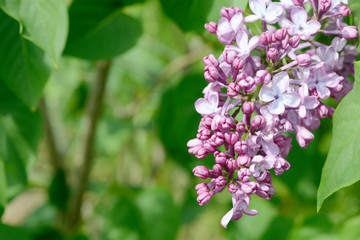 common lilac flowering in the garden in springtime