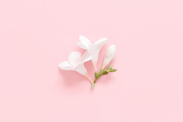 White fresia flower on a light pink  background
