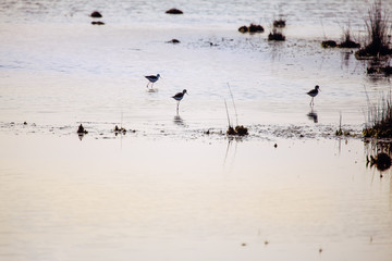 white ibis  on the natural area , wildlife scenery with birds 