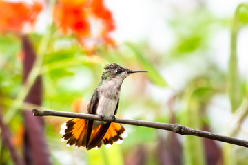 A female Ruby Topaz hummingbird perching in a garden with foliage blurred in the background. © Chelsea Sampson