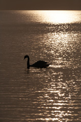 Swan swims in golden water at sunset. The backlight creates a spectacular, contrasty image.