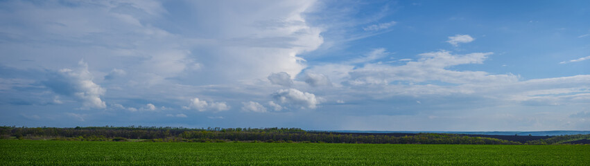 Obraz premium Blue sky with clouds over a field of young green wheat panoramic web banner