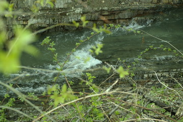 water flowing in the forest