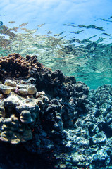 Underwater landscape. Marine life under sea surface, colorful sea life, natural scene. Coral reef and tropical fish. Red Sea seabed. Biological diversity and environmental conservation.
