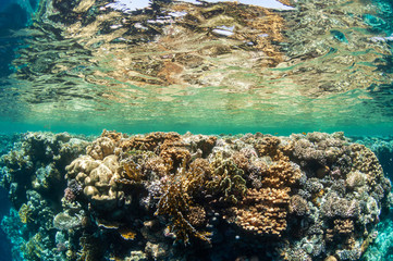 Underwater landscape. Marine life under sea surface, colorful sea life, natural scene. Coral reef and tropical fish. Red Sea seabed. Biological diversity and environmental conservation.
