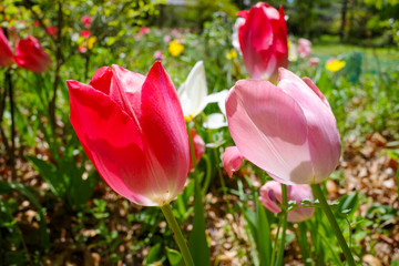 チューリップ