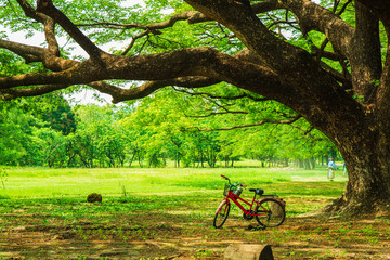 Obraz premium An old red bicycle parking under a big rain tree spread out over the lawn with green nature background in public park.