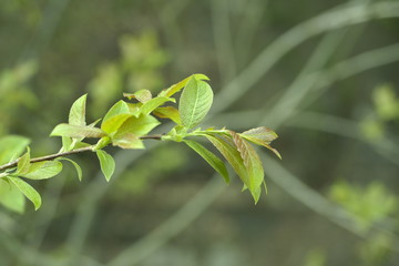 fresh green leaves
