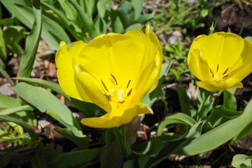 チューリップ