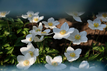Naklejka na ściany i meble white flowers is on the garden