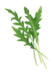Fresh green arugula. Vector illustration.