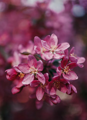 peach tree blossom lilac autumn