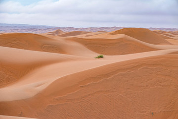 Fototapeta na wymiar Horizonless Sand Dunes in Wahiba Sands Desert, Oman