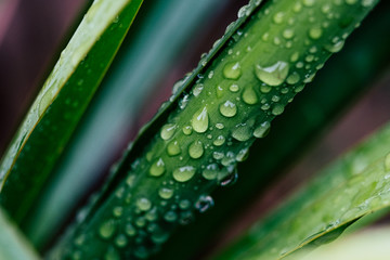 Gouttes d'eau de pluie sur des feuilles de plante verte - Arrière plan végétal