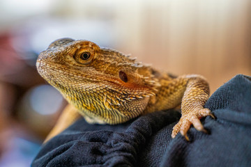 Exotic animals. Iguana. Homemade beautiful iguana sits on a shoulder.