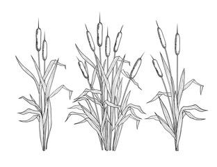 . Set of various linear images of bulrush. Black and white clipart.Vector templates of various narrowleaf cattails. Illustration of nature.