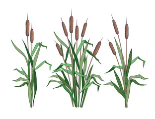 . Set of various colored images of bulrush.   Clipart.Vector templates of various narrowleaf cattails. Illustration of nature. . - obrazy, fototapety, plakaty