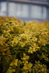 autumn leaves in the garden