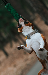 American staffordshire terrier in action. Power of dog. Super fit and strong amstaff. 