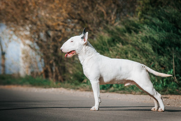 Obraz premium Bull terrier show dog posing. Dog portrait outside.