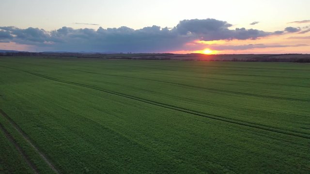 Aerial video flying over green wheat field during sunset in spring time. Agricultural landscape background