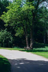 Fototapeta na wymiar Footpath in the green park. Bench in the park on a warm summer day. Summer day in the park, trail and bench.
