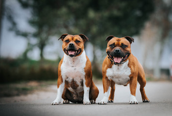 Staffordshire bull terrier dog photography outside. 