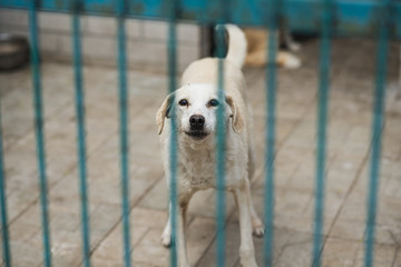 Homeless dog behind bars of a dog shelter.